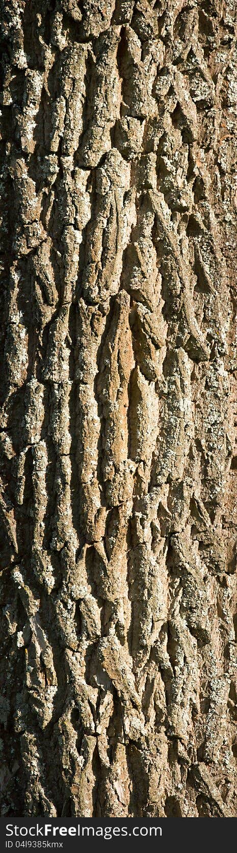 Texture of deciduous tree bark under sunlight close-up view. Texture of deciduous tree bark under sunlight close-up view