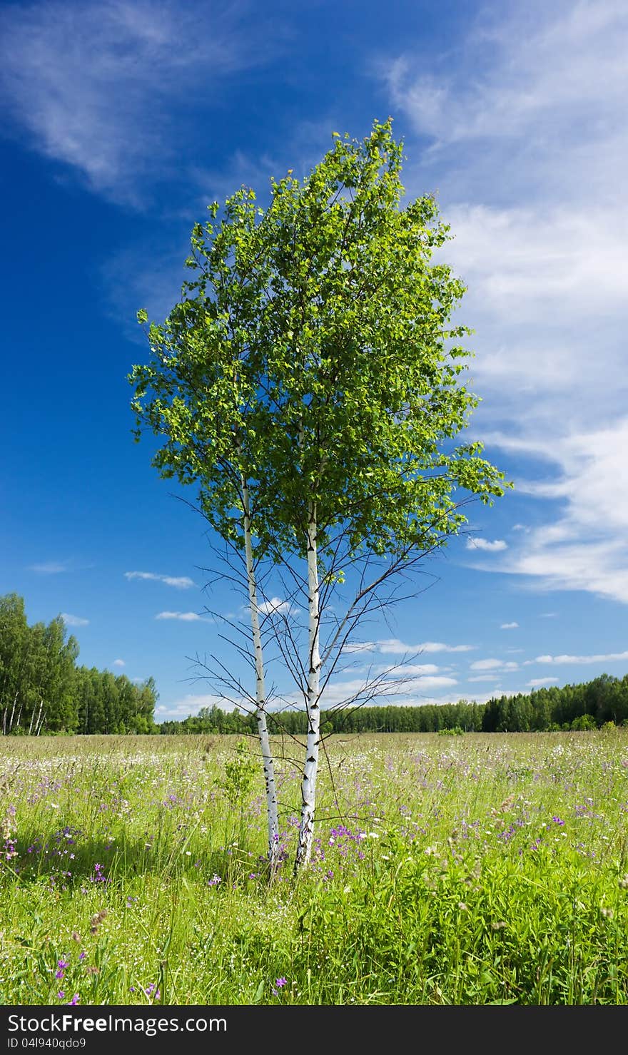 Lonely young couple of birches stands on a green field under the summer sunlight against the blue sky with white clouds. Lonely young couple of birches stands on a green field under the summer sunlight against the blue sky with white clouds