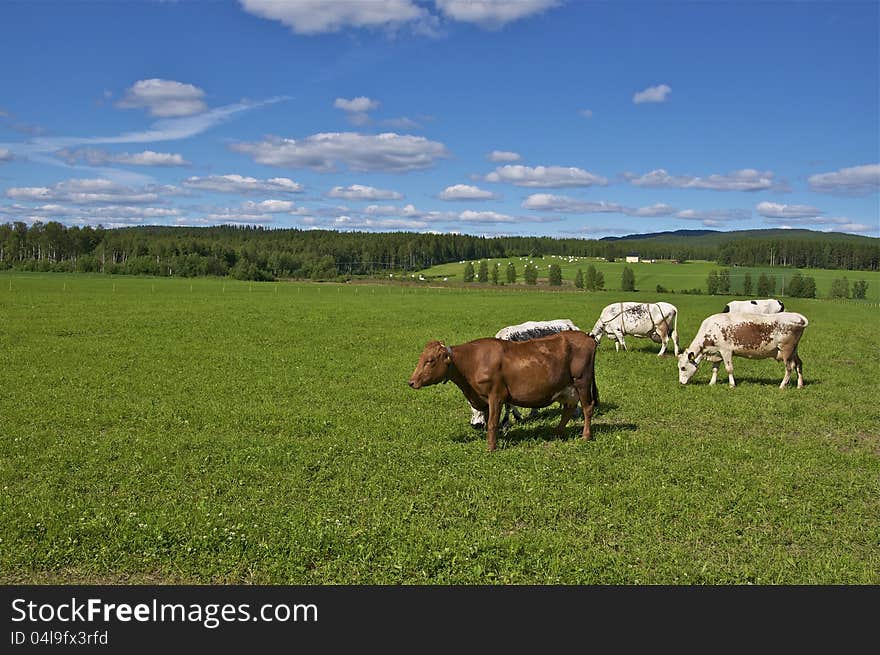 Cows in swedish field