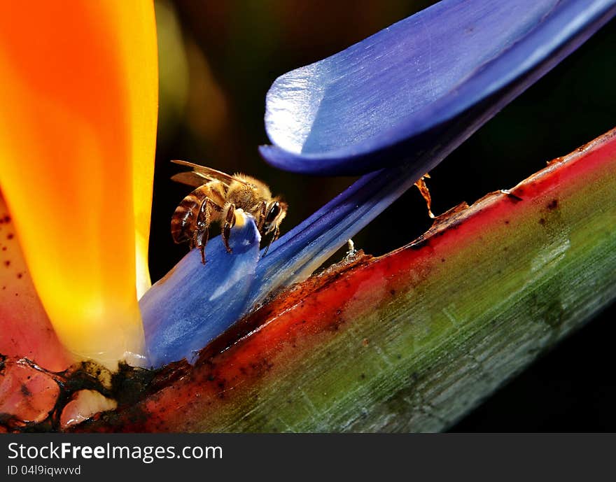 Close up of reginae strelitzia flower with bee