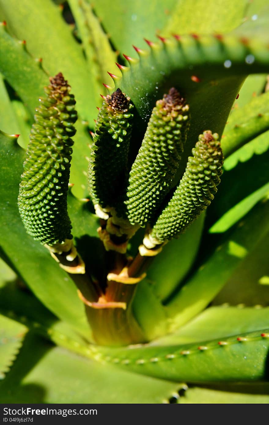 Aloe vera flower buds