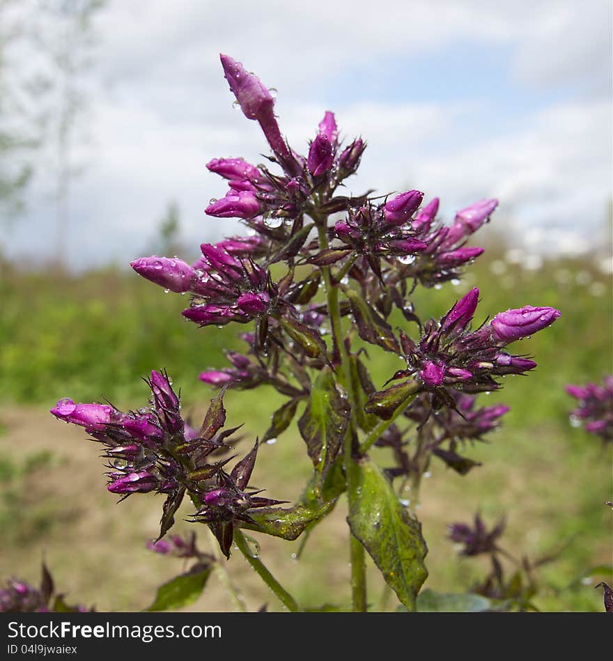 Pink Loosestrife&x28;Lythrum Salicaria&x29