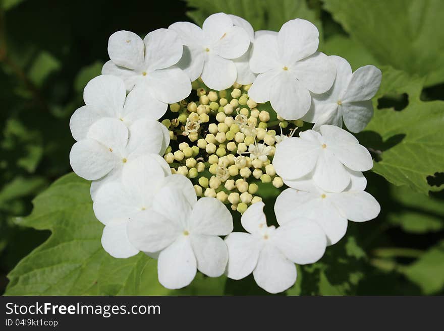 Guelder Rose &x28;Viburnum opulus&x29