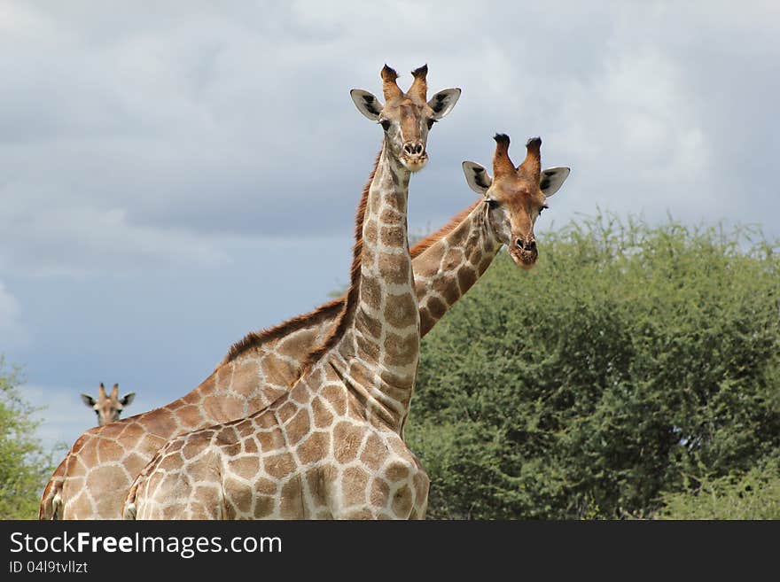 Two Adult Giraffe standing next to each other, curiously staring at photographer, whilst another in background looks over their backs, Namibia, Africa. Two Adult Giraffe standing next to each other, curiously staring at photographer, whilst another in background looks over their backs, Namibia, Africa