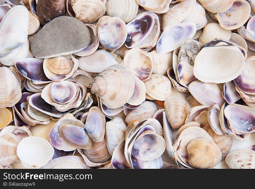 Background composition with  sea shells. Background composition with  sea shells