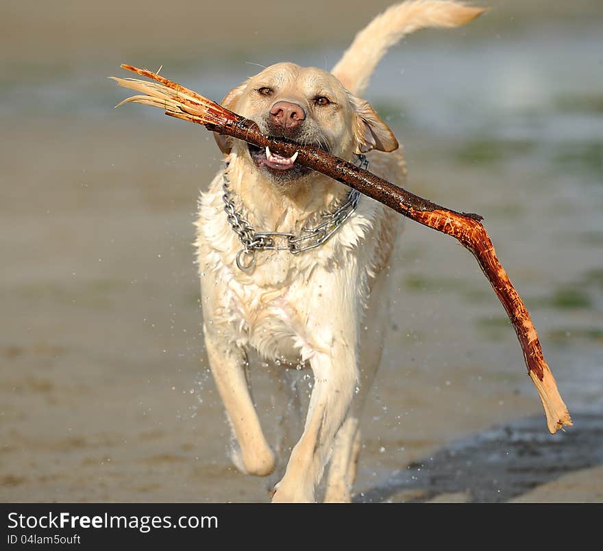 Happy dog carrying a stick,splashing. This photo is suitable for dog advertising. Happy dog carrying a stick,splashing. This photo is suitable for dog advertising.