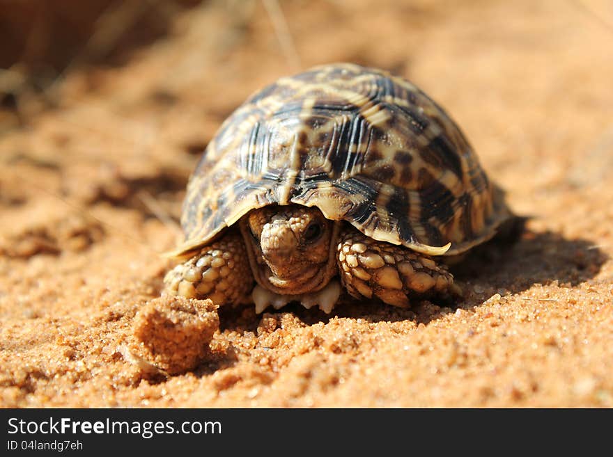 Leopard-skinned tortoise on red Kalahari sand dune - photo taken on a Game Ranch in Namibia, Africa. Leopard-skinned tortoise on red Kalahari sand dune - photo taken on a Game Ranch in Namibia, Africa