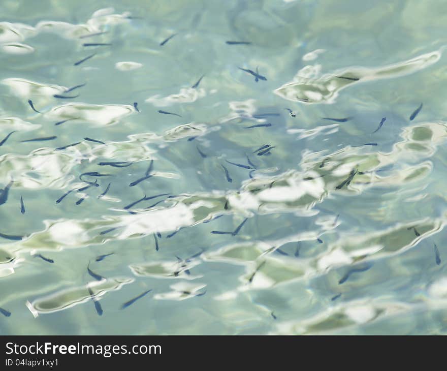 A school of little fish as seen in clear in Adriatic sea. Croatia. A school of little fish as seen in clear in Adriatic sea. Croatia.