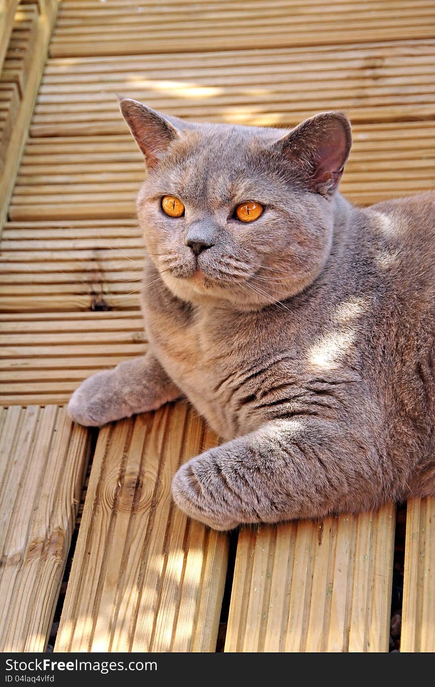 Photo of a beautiful luxury pedigree british shorthair cat posing on wooden decking boards. Photo of a beautiful luxury pedigree british shorthair cat posing on wooden decking boards.