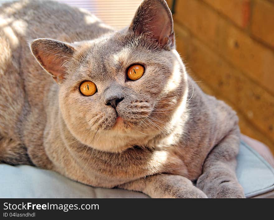 Photo of a pretty looking pedigree british shorthair cat giving a look of love pose!. Photo of a pretty looking pedigree british shorthair cat giving a look of love pose!