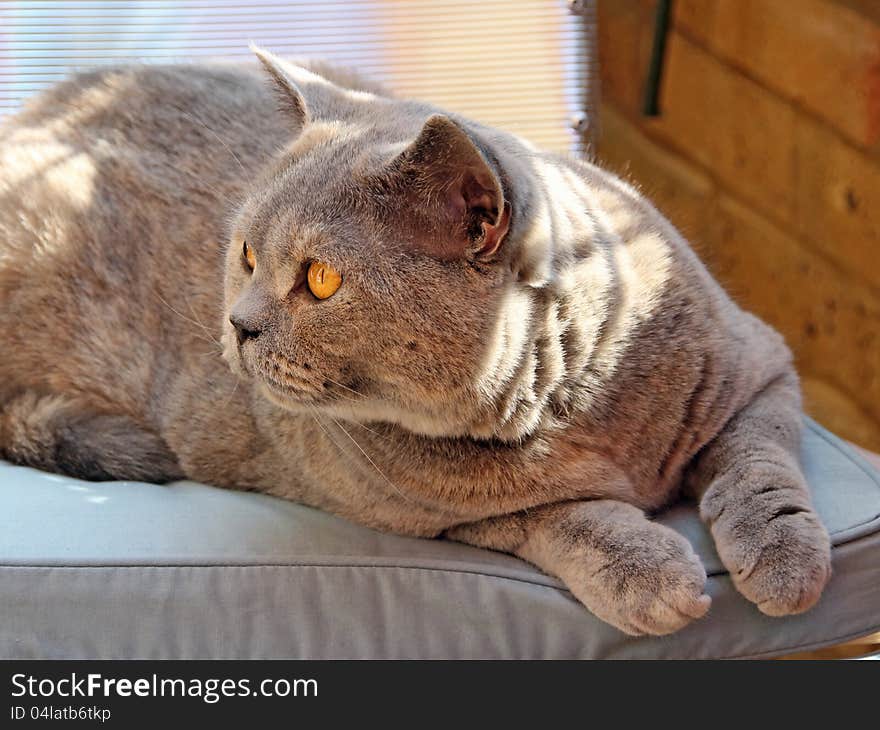 Photo of a beautiful pedigree british shorthair cat sitting on her favourite garden chair. Photo of a beautiful pedigree british shorthair cat sitting on her favourite garden chair.