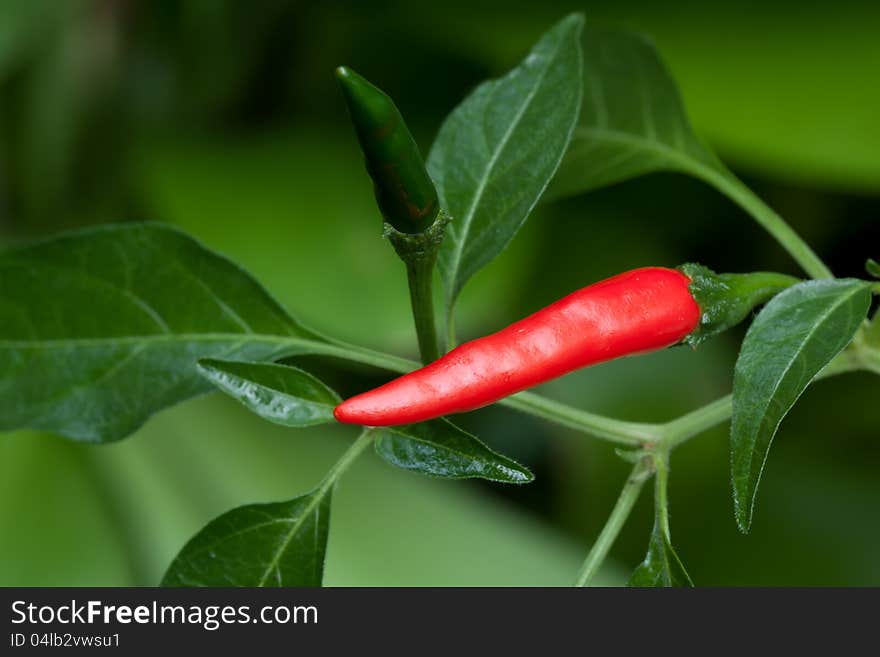 Red and green pepper on the pepper