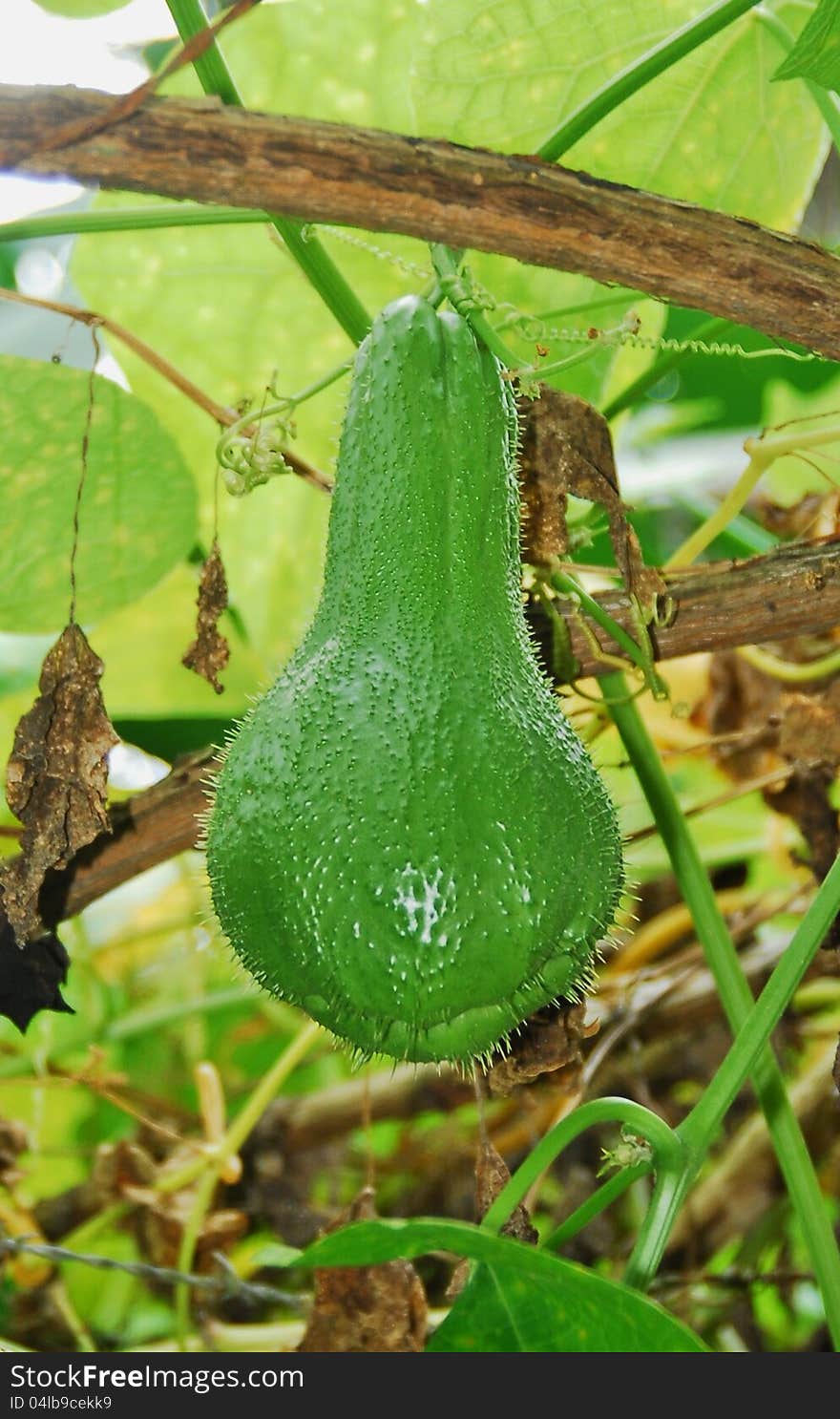 Vegetable Called Chayote