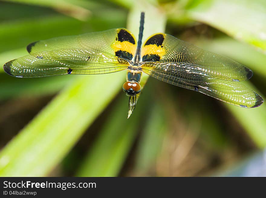 Close up of dragonfly on a leaf