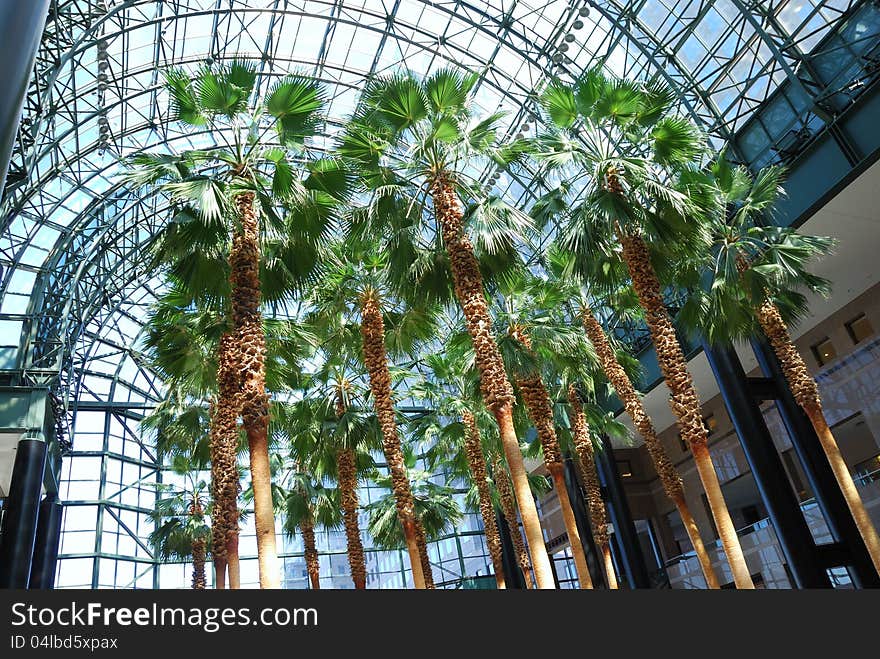 Palm trees inside a glass building. Palm trees inside a glass building