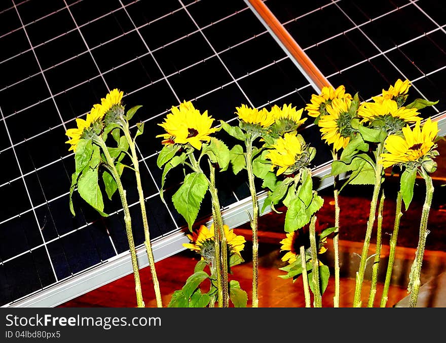 Solar battery and sunflower plants. Solar battery and sunflower plants