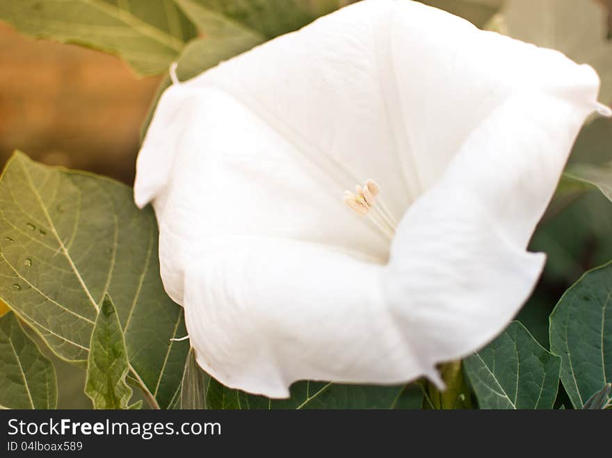 Datura stramonium