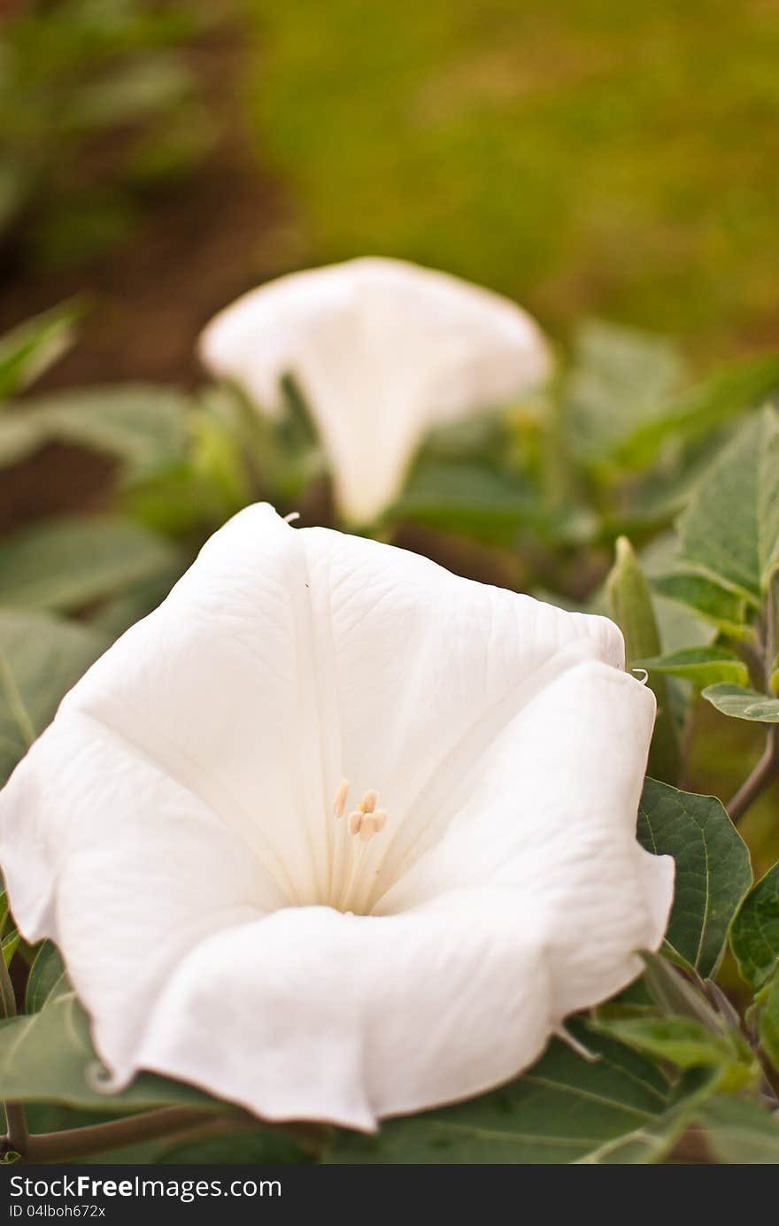 Datura stramonium