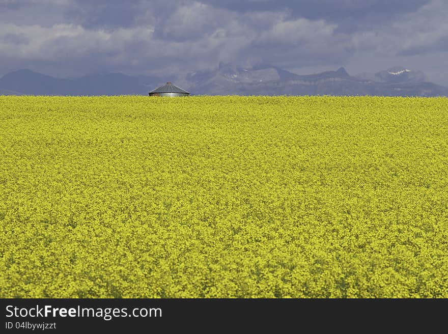 Where the prairie meet the mountains. Where the prairie meet the mountains