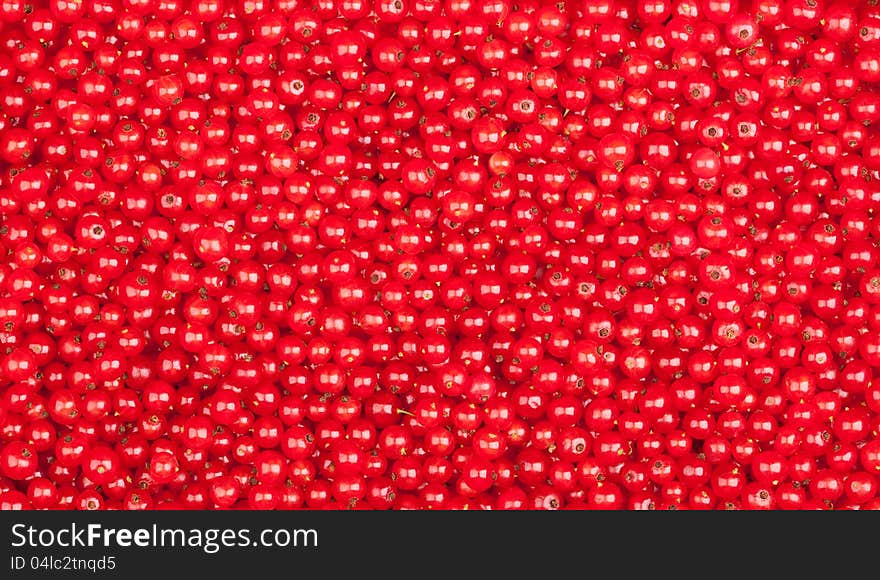 Natural red currant berries background. Natural red currant berries background