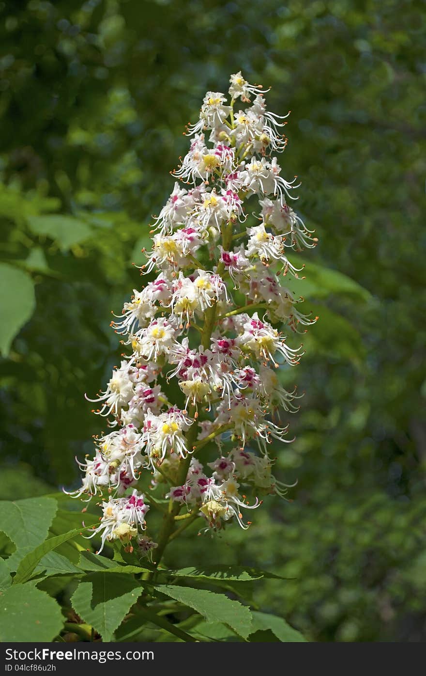 Branch of blossoming chestnut tree