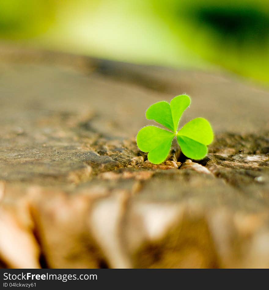 Clover on a wood