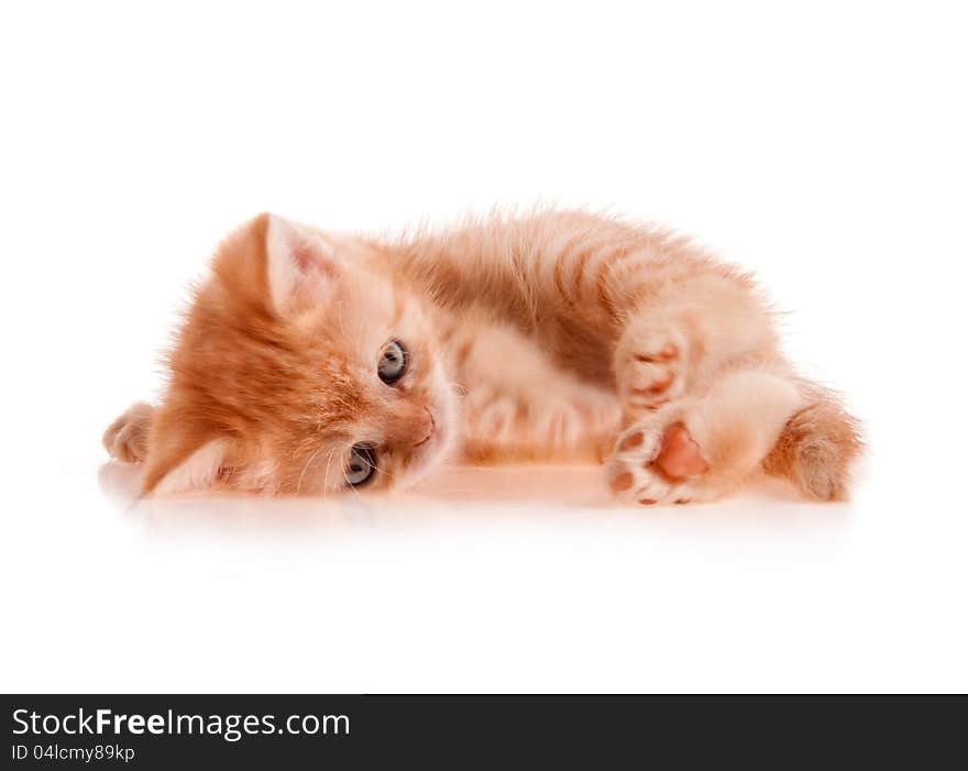 Red kitten lays on a white