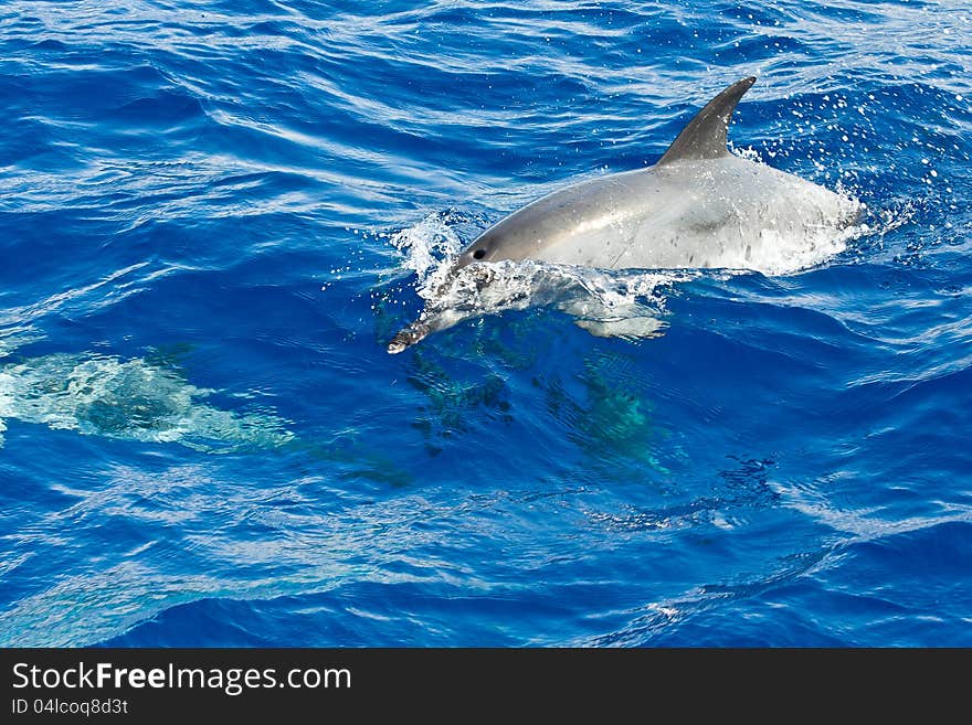 Dolphin surfacing, swimming over sea turtle