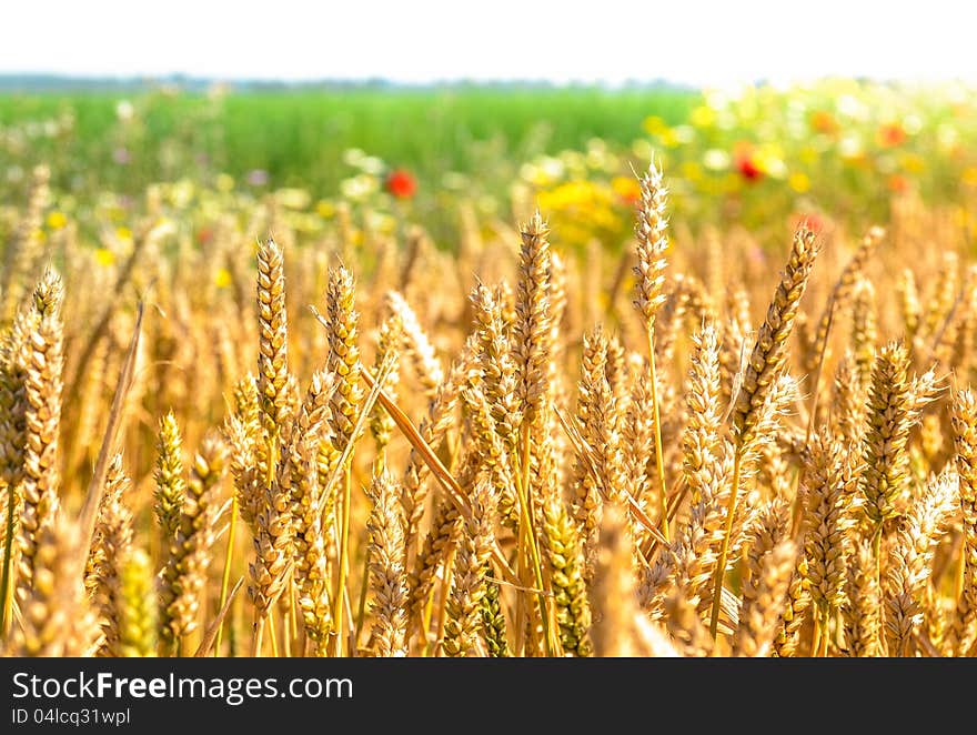 Wheat field with wildflowers in background