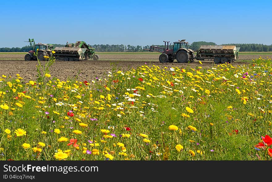 Farm tractor with trailer planting potatoes with a colorful wild flower field in the font.