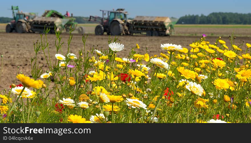 Field of wild flowers with farm tractor