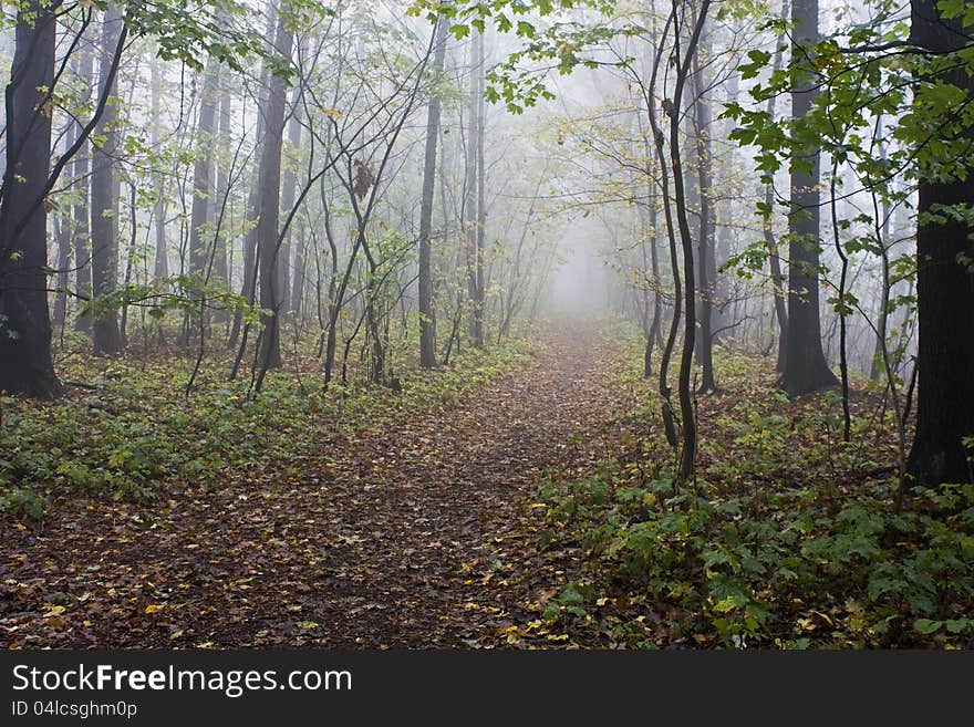 Forest road with fallen leaves and trees in the background with fog. Forest road with fallen leaves and trees in the background with fog