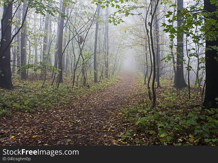 Forest with fog