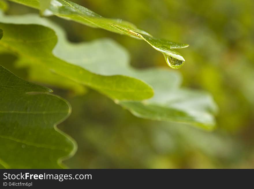 Raindrops on oak leaf end. Raindrops on oak leaf end