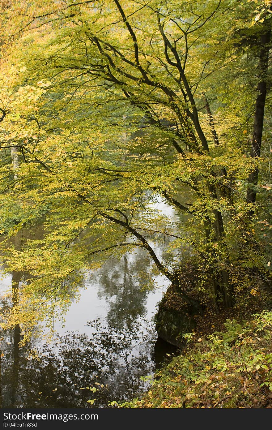 Colored leaves to yellow and fall in the forest atmosphere. Colored leaves to yellow and fall in the forest atmosphere