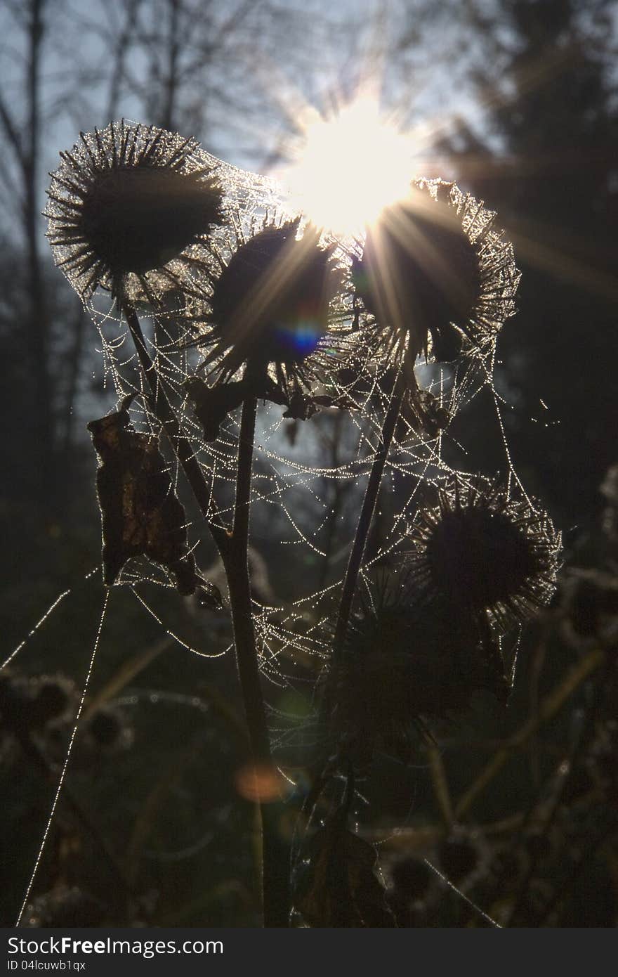 Thistle wrapped in a web of, sunset over thistle