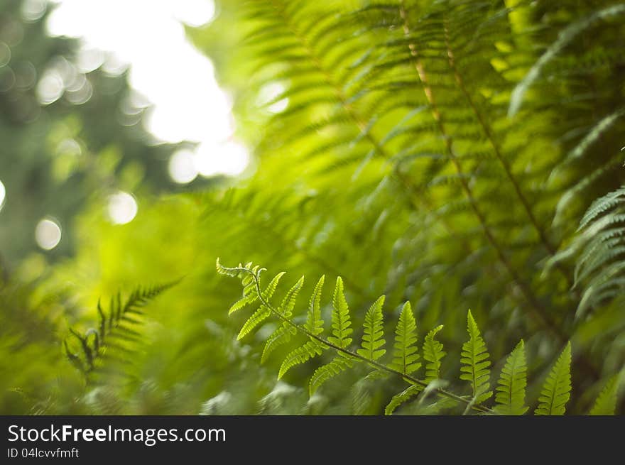 Sunlight illuminating a fresh new growth of curling fern with vibrant bracken canopy in the background. Sunlight illuminating a fresh new growth of curling fern with vibrant bracken canopy in the background