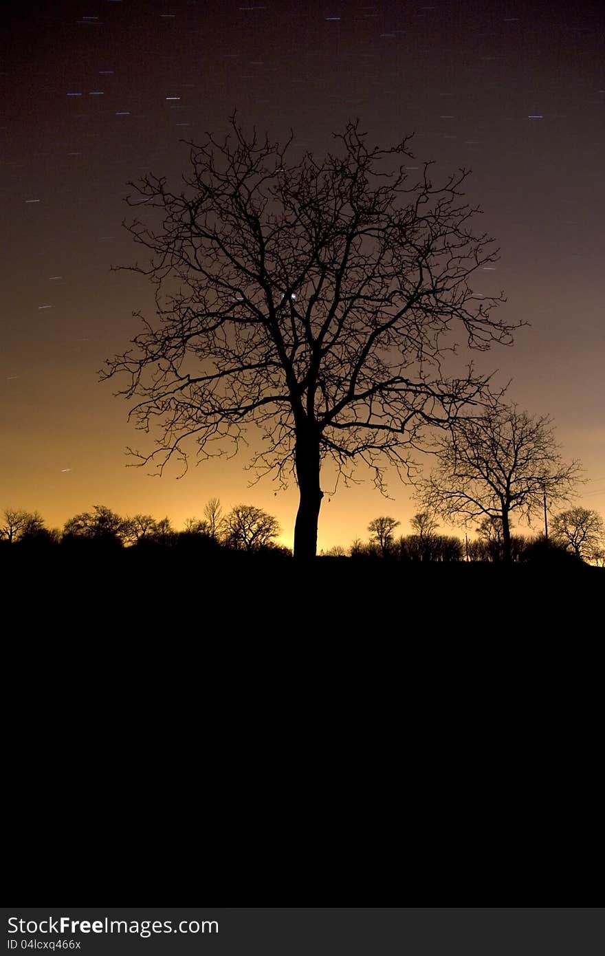 Silhouette of the tree with starry sky. Silhouette of the tree with starry sky