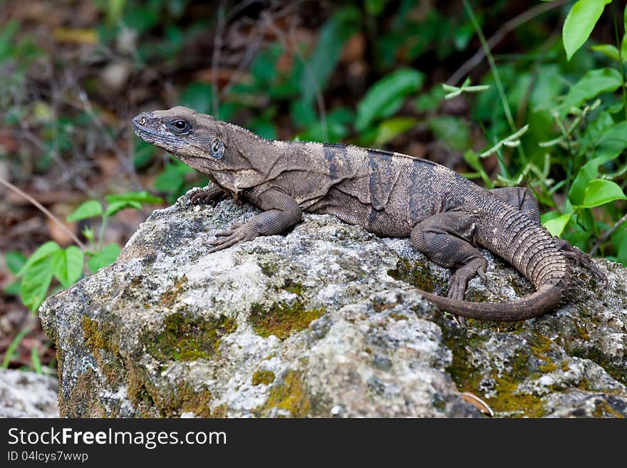 Iguana resting on rock