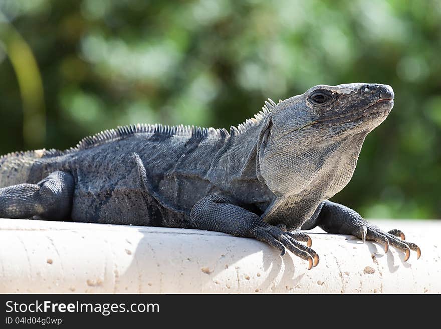 Iguana Resting On Rock