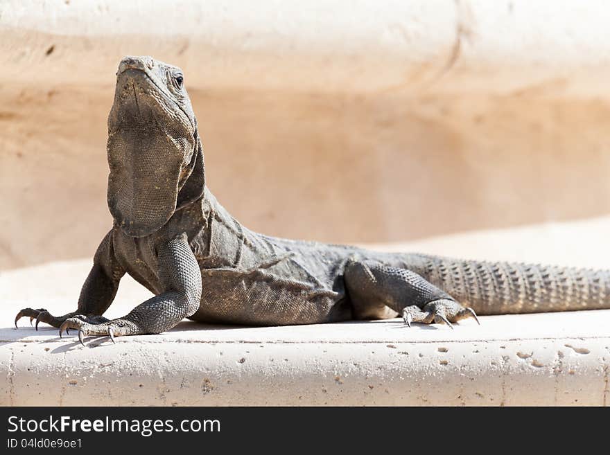 Iguana Resting On Rock