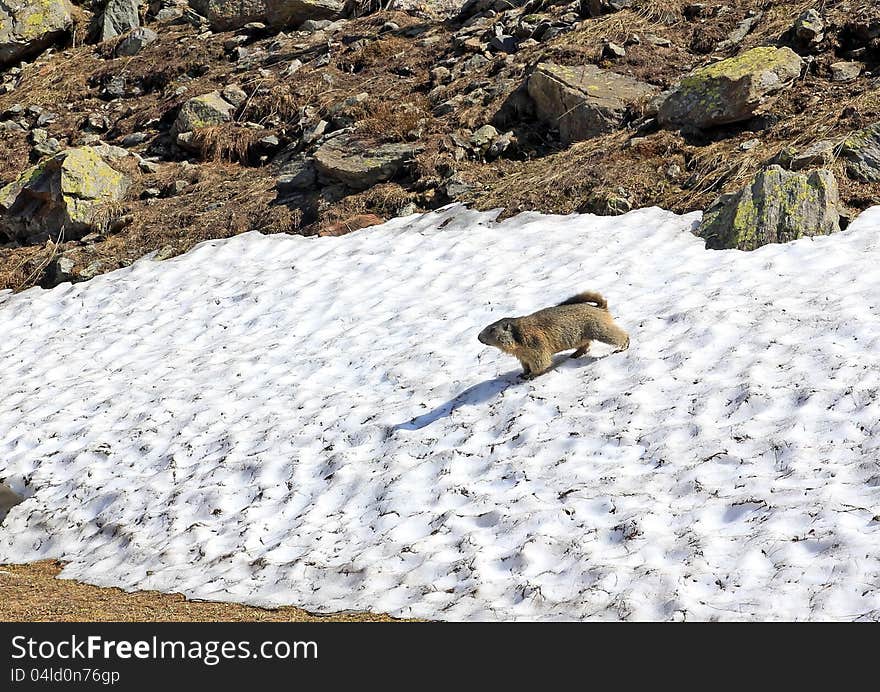 In the spring in the mountains go the nightmare groundhogs on food search