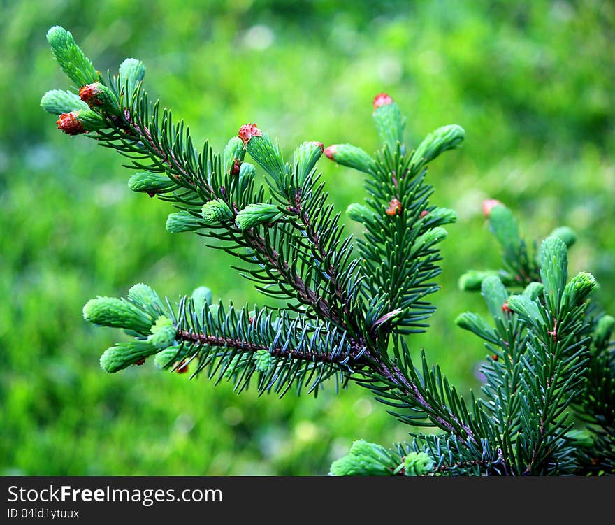 A branch of green christmas tree. A branch of green christmas tree