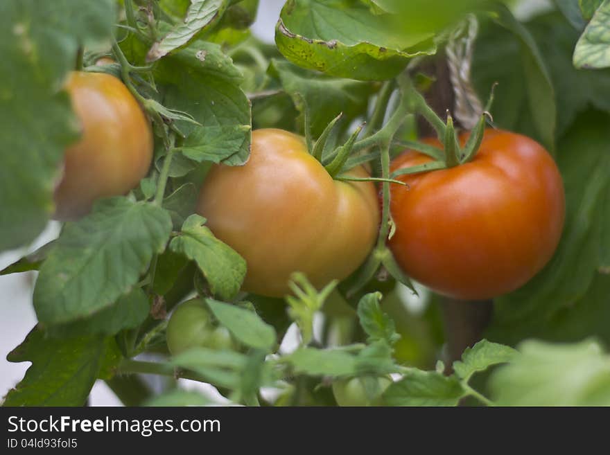 Tomatoes on a branch