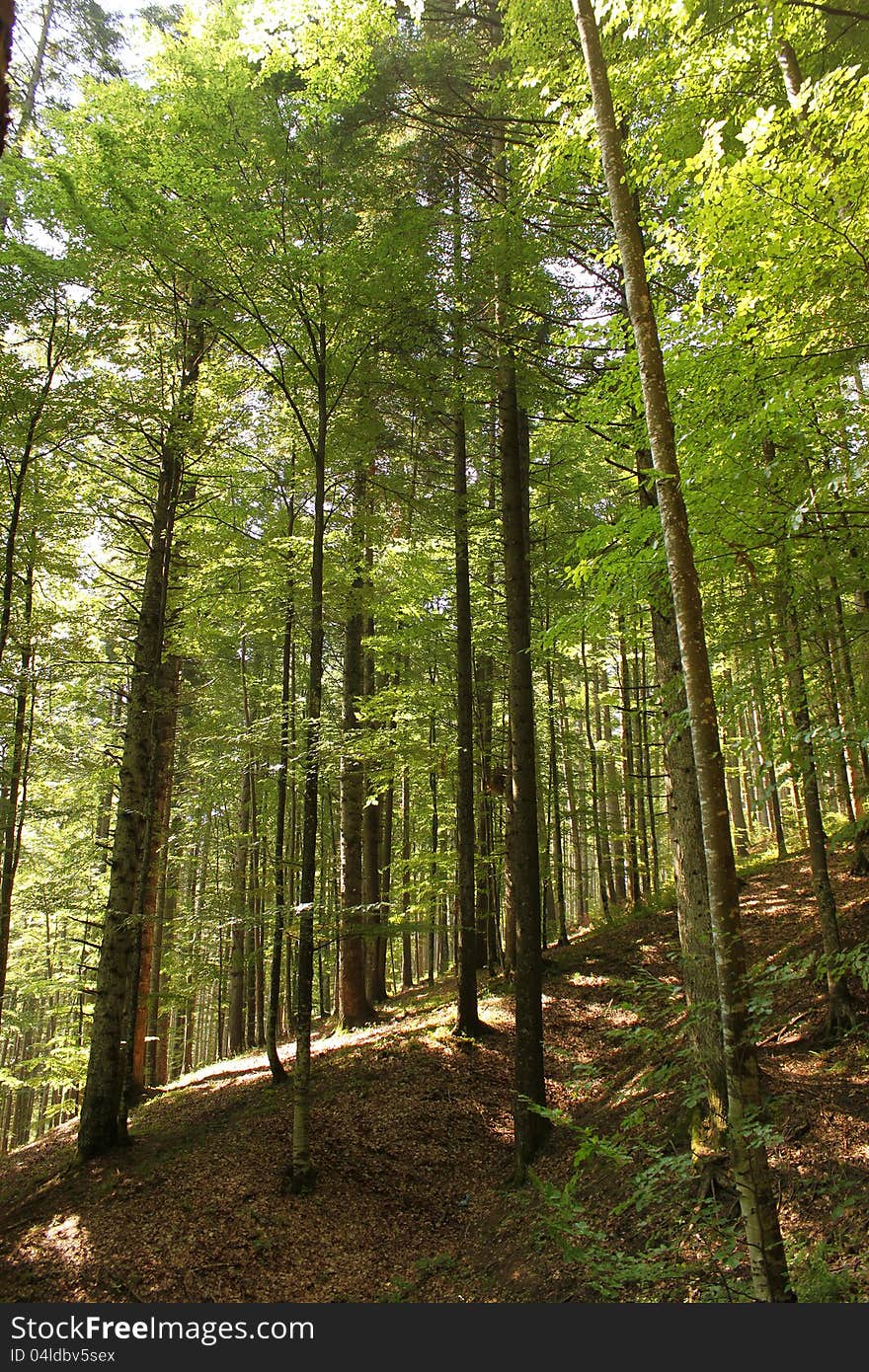 Deciduous forest in during summer time, portrait. Deciduous forest in during summer time, portrait.