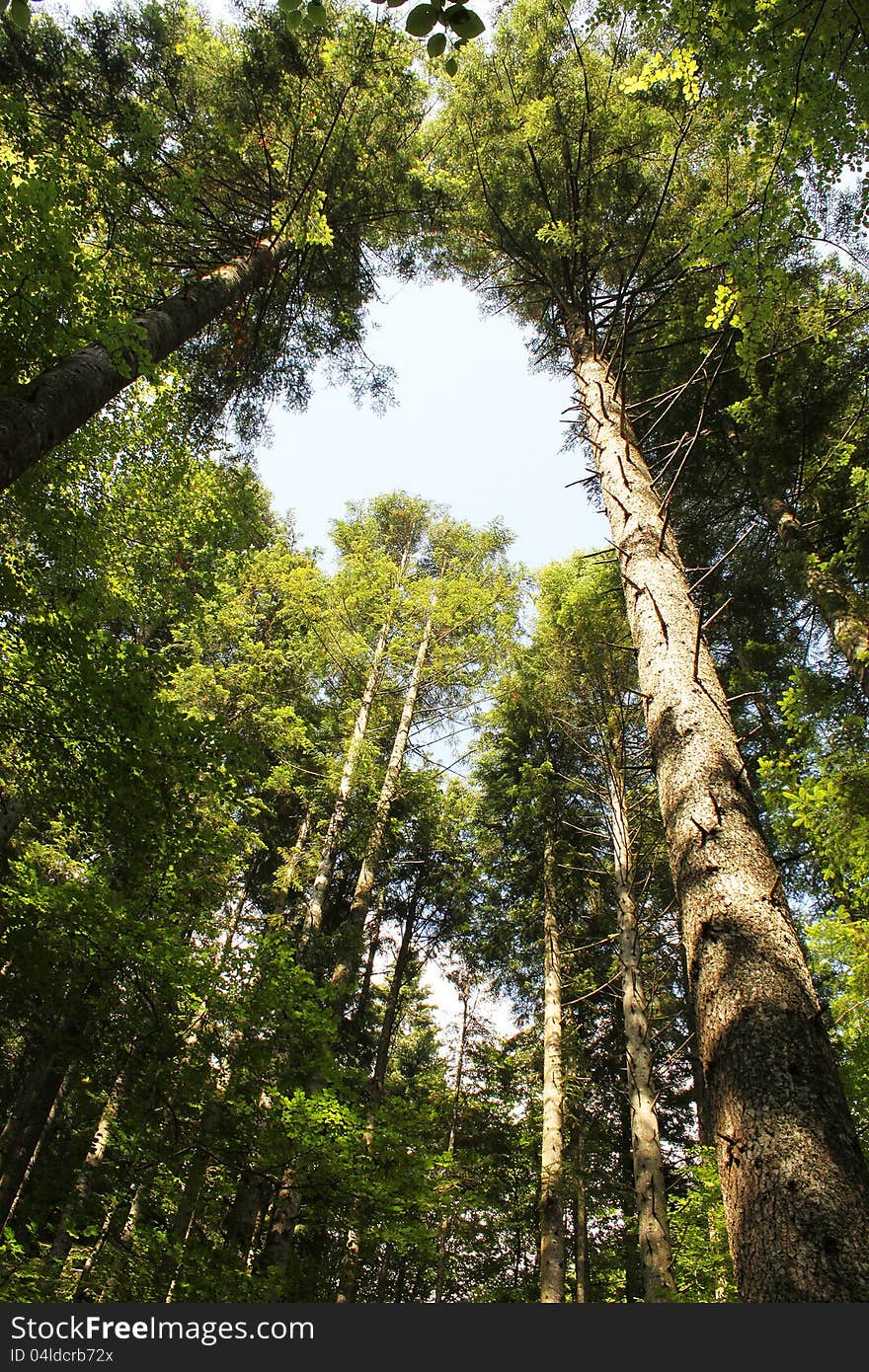 Forest And Sky