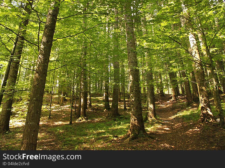 Green forest in the summer