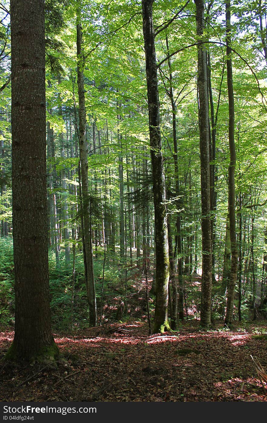 Green forest in the summer