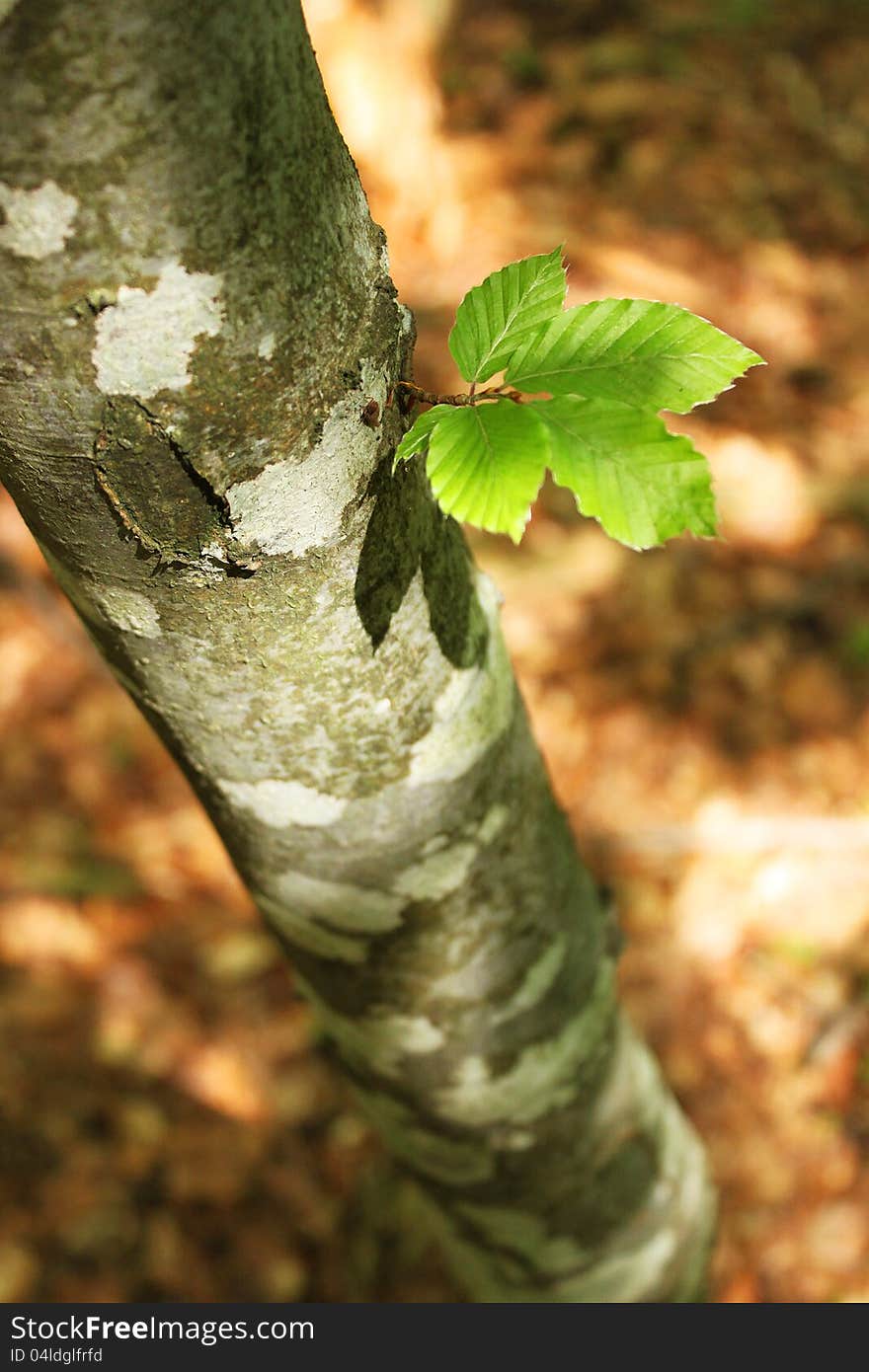 Lonesome little beech-tree branch with green leaves. Lonesome little beech-tree branch with green leaves.