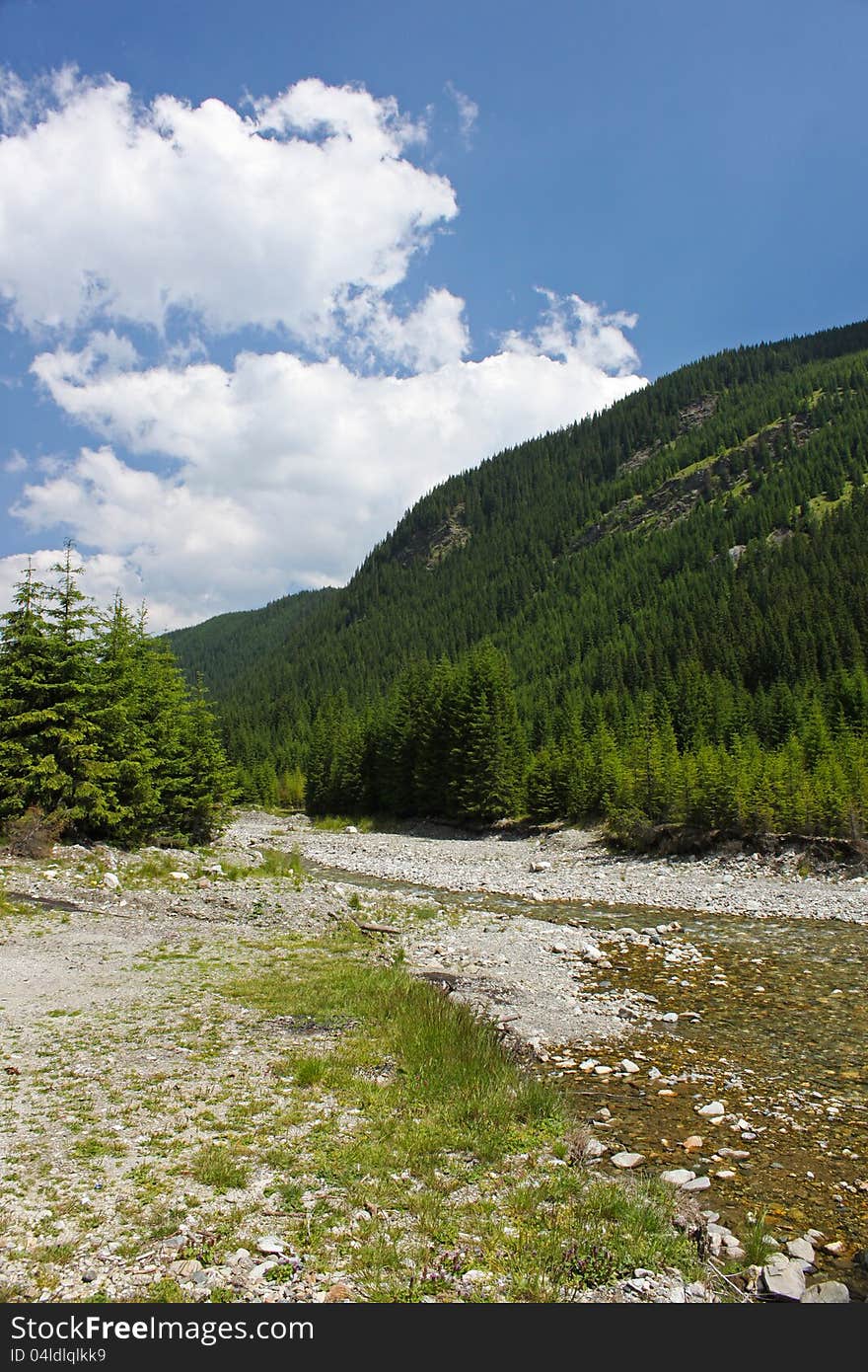 Forest scenery in the Carpathians